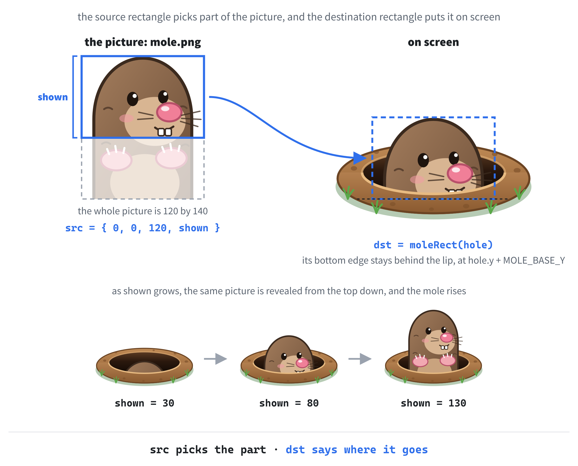 The source rectangle picks the top shown pixels of the mole picture, and the destination rectangle puts them on screen, with the bottom edge fixed behind the lip. As shown grows, more of the mole appears, from the top down.