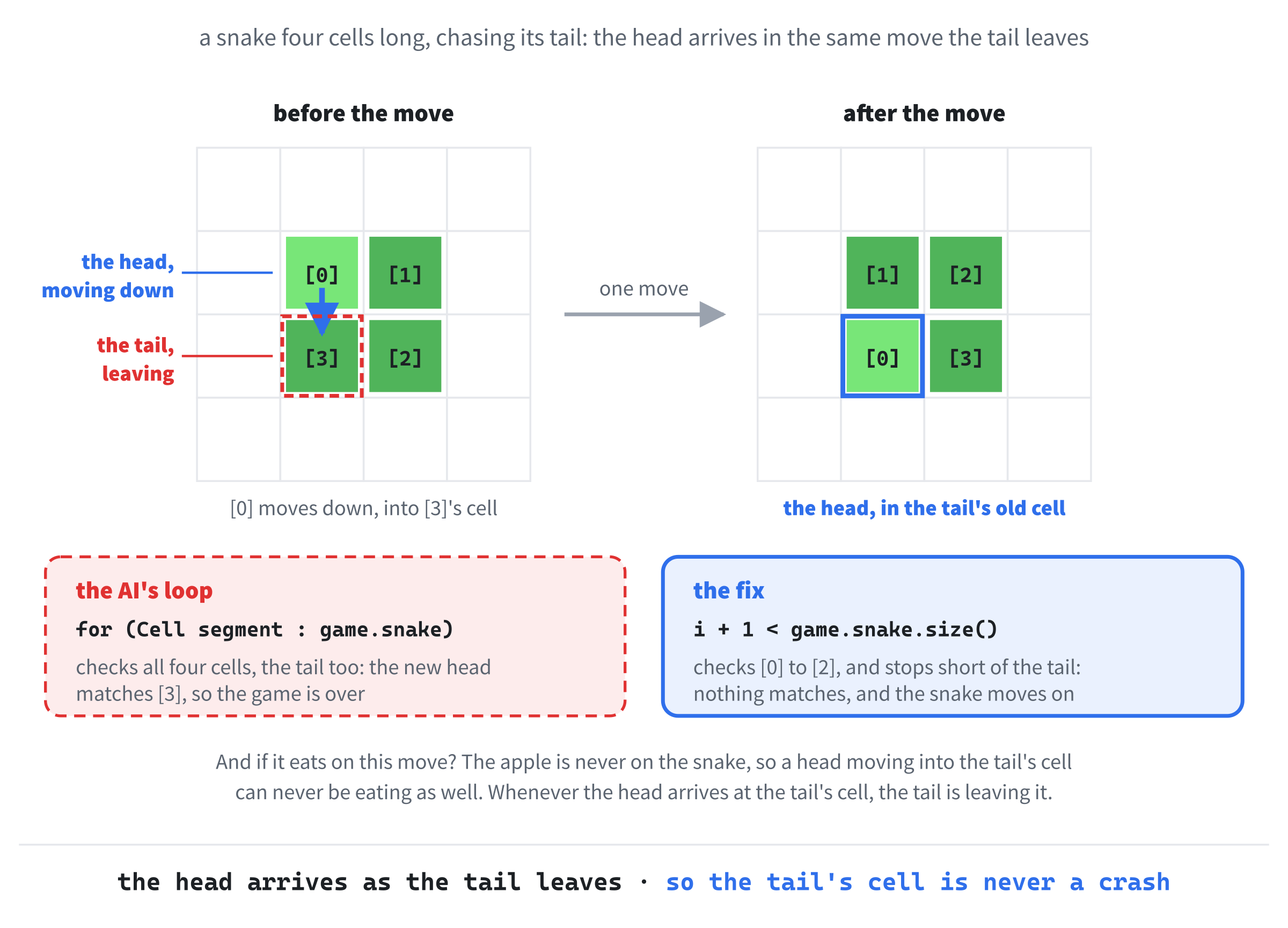 A snake four cells long, turning in a tight square. Its head moves into the tail's cell in the same move that the tail leaves it, so nothing is hit. The AI's loop checked the tail too, and ended the game.